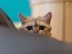-飞行喵MR PILOT|猫舍·猫咖(静安大融城店)