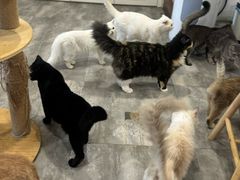 -楼上猫咖(罗湖店)
