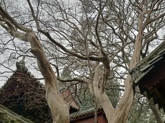 -报恩寺(平武县)