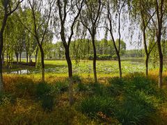-东郊湿地公园