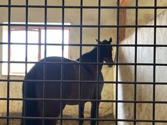 -北京群众马术培训基地