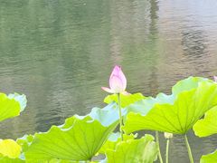 -荔湾湖公园