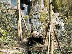 -都江堰中华大熊猫苑