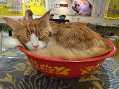 -平行世界·猫咖(首经贸店)