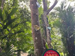 -呀诺达热带雨林