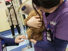 -萌兽医馆·犬猫专科·眼科中心·宠物医院(朝阳门分院)