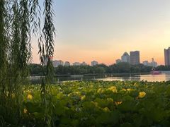 -莲花池公园