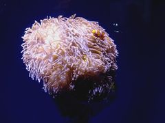 -悉尼海洋生物水族馆