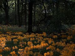 -杭州植物园