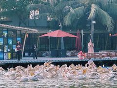 -南沙水鸟世界生态园