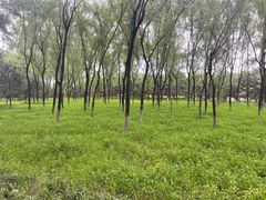 -大兴滨河森林公园