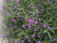 -大渡口区义渡公园