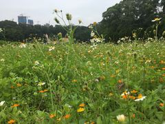 -南沙蒲洲花园
