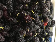 -老炳·七丛松甘草水果