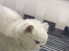 -艾贝尔宠物医院 ·中兽医·宠保定点(北门桥店)