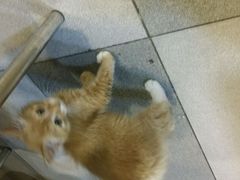 android_upload_pic-金顺韩式烤肉·网红烤肉店(广利路店)