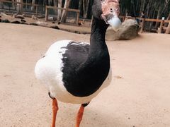 -可伦宾野生动物保护区