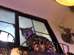 -李小姐の猫咖啡馆(五角场店)