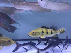 -三旗百汇商品城