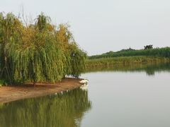 -泗洪洪泽湖湿地景区