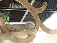 -猫和宫(六道口店)