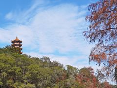 -深圳仙湖植物园