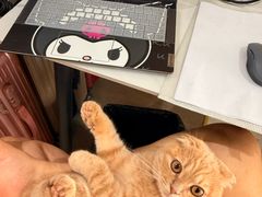 -唐小姐の私宠·宠物洗护美容·撸猫馆·购宠(周浦万达旗舰店)