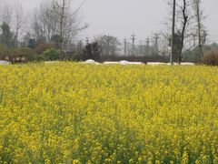 -中国天府农业博览园