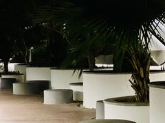 -银湖山郊野公园-相思林