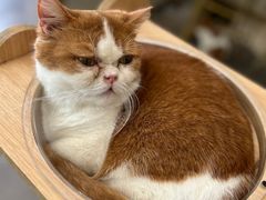 -飞行喵MR PILOT|猫舍·猫咖(静安大融城店)