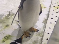 -大连圣亚海洋世界