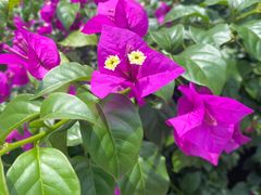 -高荡千年布依古寨旅游景区