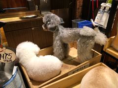 -more than meow吴止猫主题餐厅(承德 中船汇店)