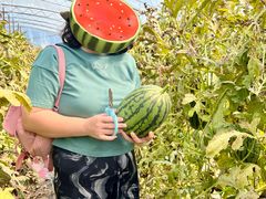 -庞各庄翠芳园西瓜蔬菜基地采摘园