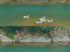 -尚田草莓姑娘白草莓采摘基地