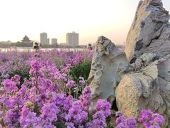 -顺峰山公园