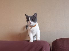 -lincat·猫舍(广州店)