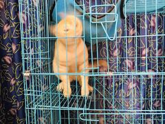 -胡椒猪肚汤(康王店)