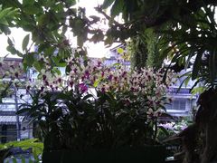 -自然餐厅(Phuket)
