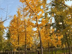 -汉长安城未央宫国家考古遗址公园