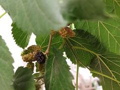 -肯德基(顺义光明大街店)