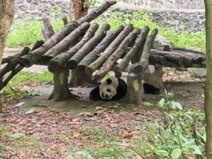 -都江堰中华大熊猫苑
