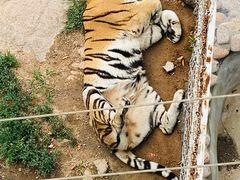 -西霞口神雕山野生动物世界