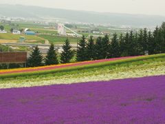 -富田农场