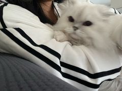 -翊宠yipet猫狗购宠庄园犬舍•猫舍