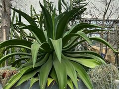 -南山植物园