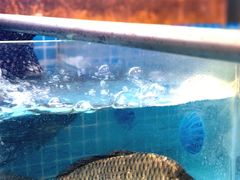 -山河屯铁锅炖(哈西站店)