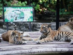 -广州长隆野生动物世界