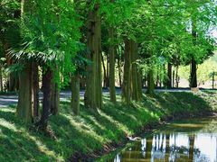 -上海长兴岛郊野公园