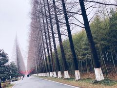 -黄海国家森林公园